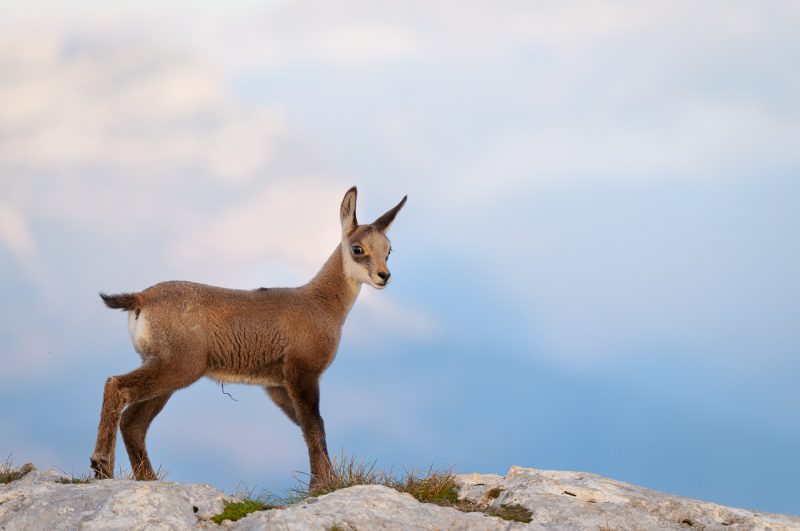 Jeune chamois