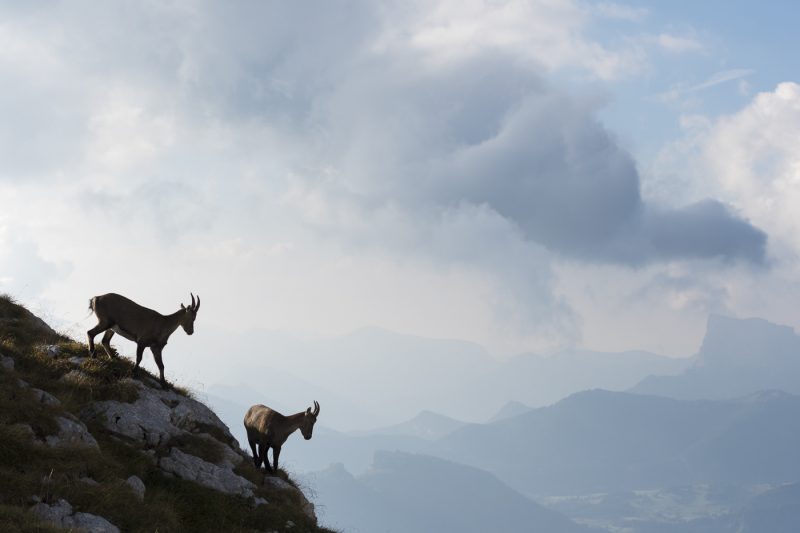 Bouquetins et Mont-Aiguille