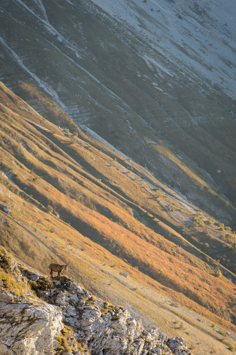 Bouquetin dans les couleurs d’automne