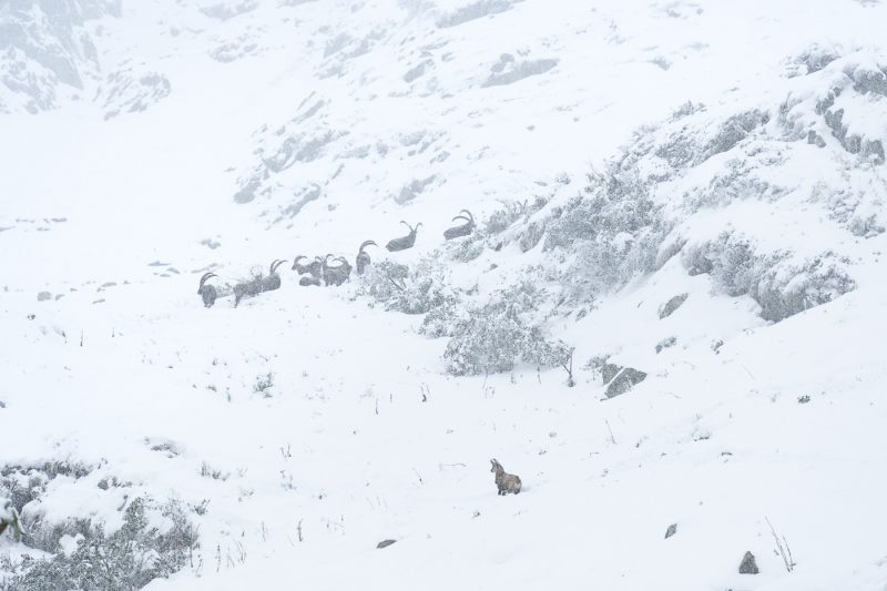 Perdus dans la neige et le froid
