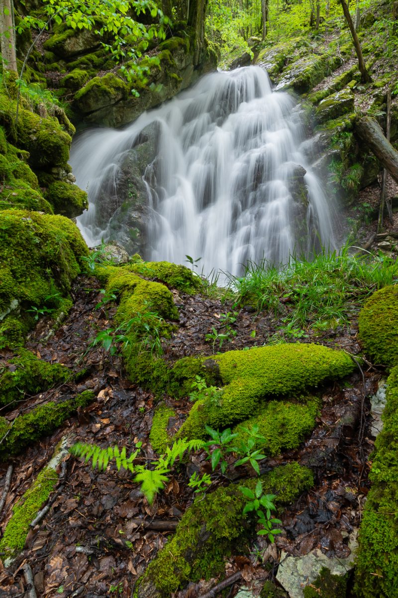 Chartreuse en eau