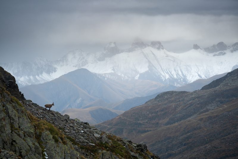 Bouquetin et Aiguilles d'Arves